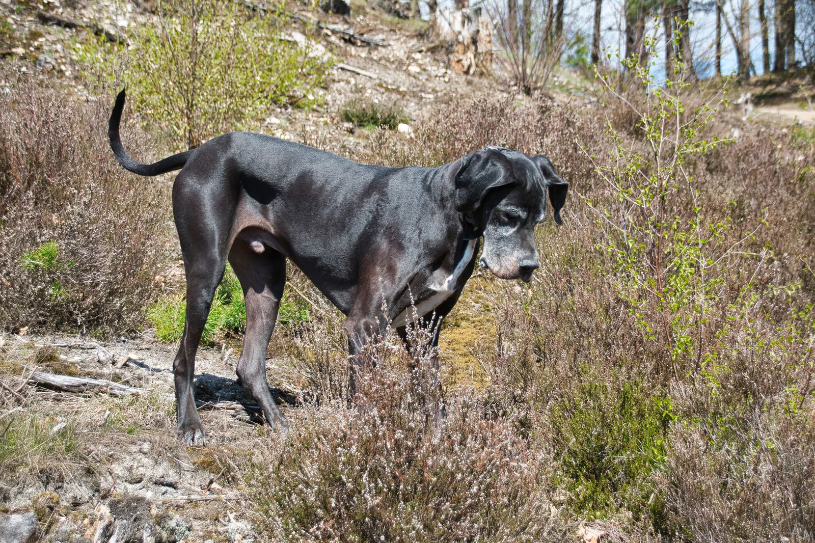 A majestic Great Dane standing in a natural landscape, towering and powerful